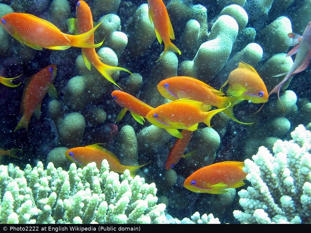 Dahab