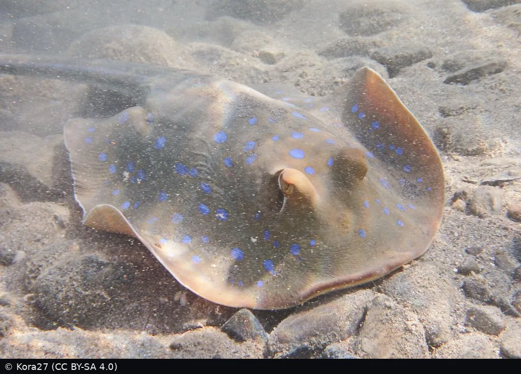 Marsa Alam