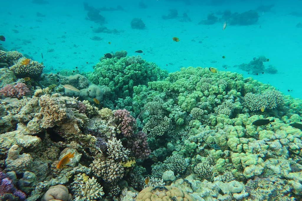 Sharm El-Sheikh