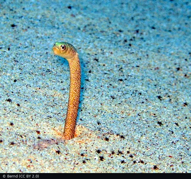 Eel Garden