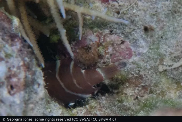 Sha'ab Abu Nuhas (Reef)