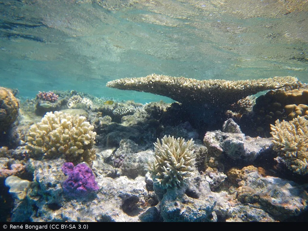 Middle Reef