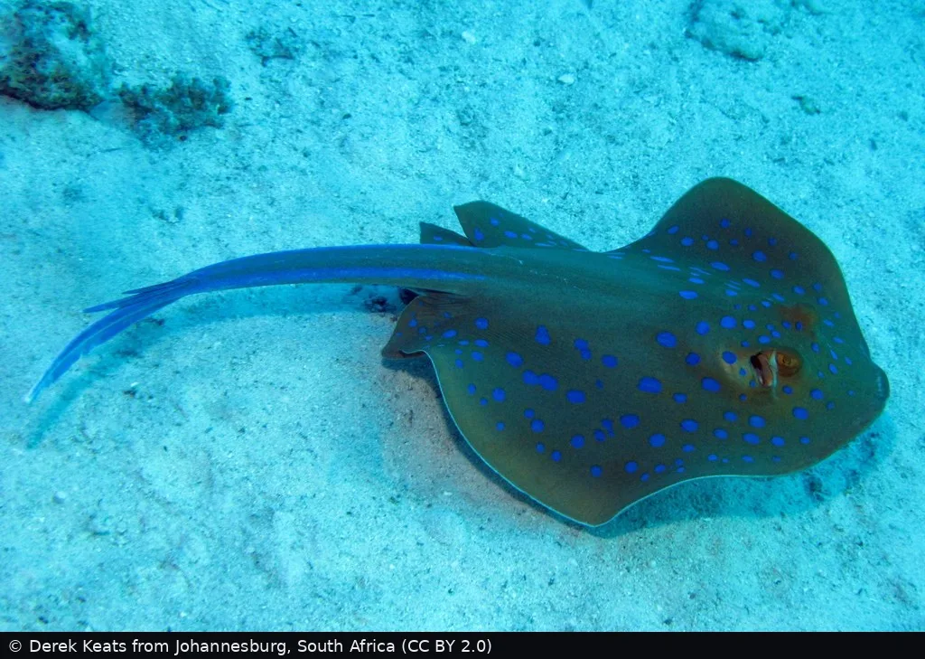 Sataya (Dolphin Reef)