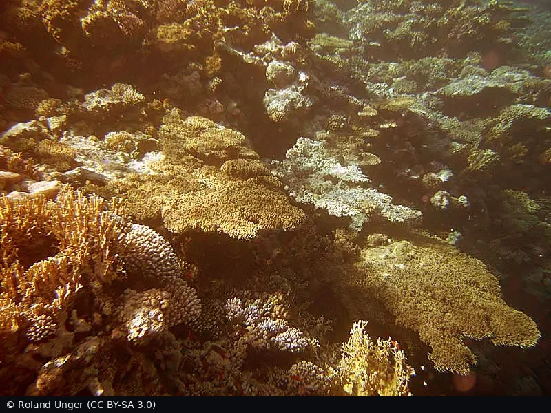 Woodhouse Reef