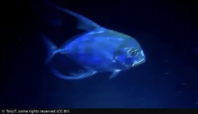 African Pompano