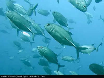 Bigeye Trevally