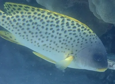 Blackspotted (Giant) Sweetlips