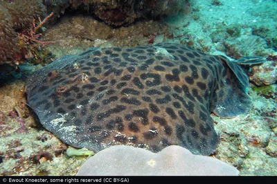 Blackspotted Electric Ray