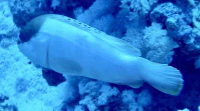 Blacktip Grouper