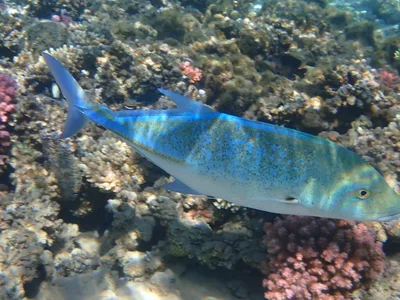Bluefin Trevally