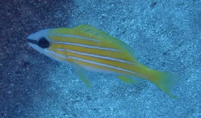 Blue-Lined (Bluestripe) Snapper