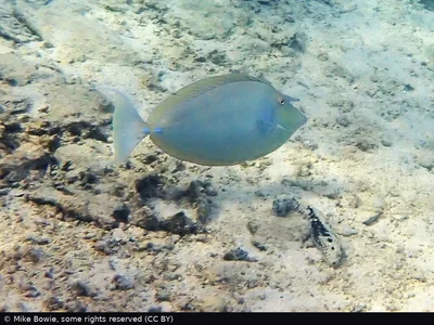 Bluespine Unicornfish