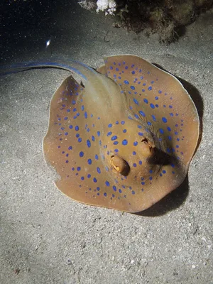 Bluespotted Ribbontail Ray