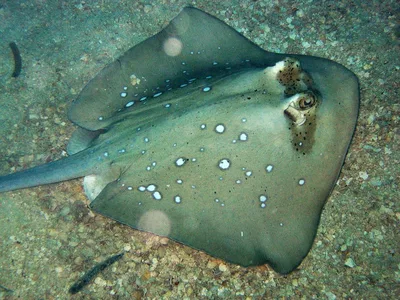 Bluespotted Stingray
