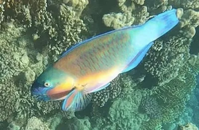 Bullethead Parrotfish