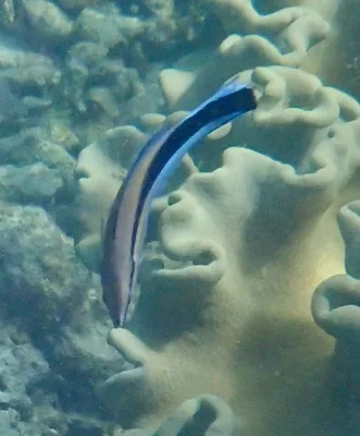 Bluestreak Cleaner Wrasse