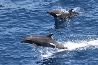 Common Bottlenose Dolphin