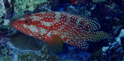 Coral (Red Sea Coral) Grouper