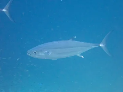 Dogtooth Tuna
