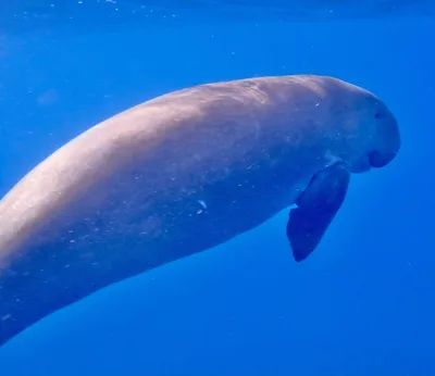 Dugong (Sea Cow)