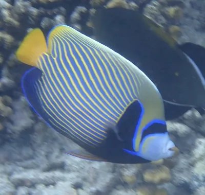 Emperor Angelfish