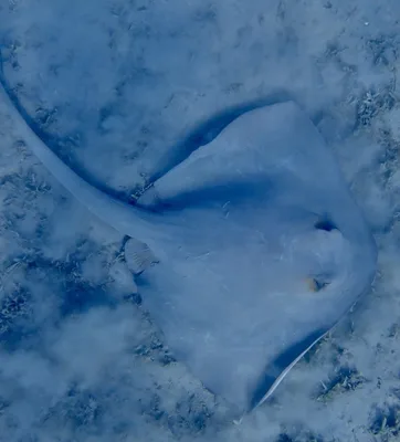 Feathertail Stingray