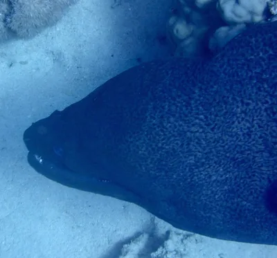 Giant Moray