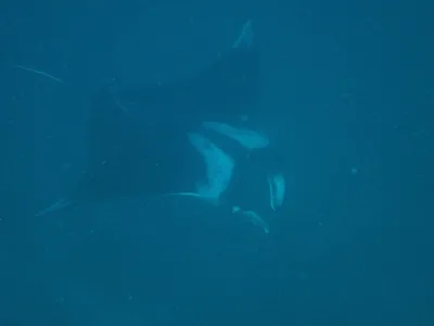 Giant Oceanic Manta Ray
