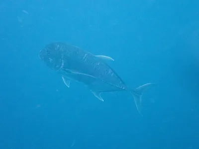 Giant Trevally