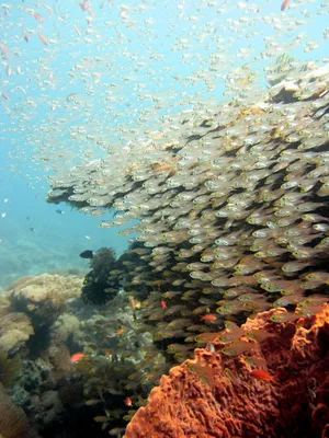 Glassfish (Pygmy Sweeper)