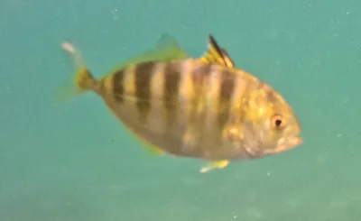 Golden Trevally