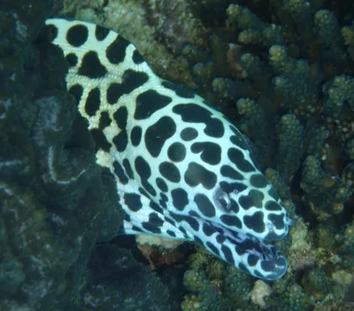 Honeycomb (Yellowmouth) Moray