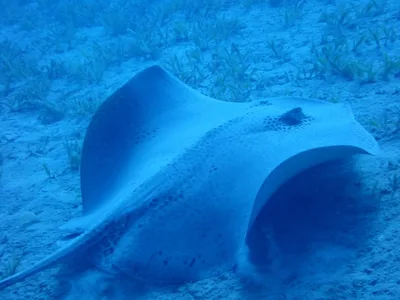 Honeycomb Stingray