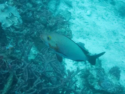 Humpback Red Snapper