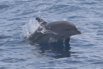 Indo-Pacific Bottlenose Dolphin