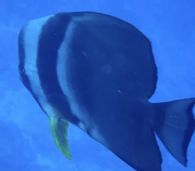 Longfin Batfish