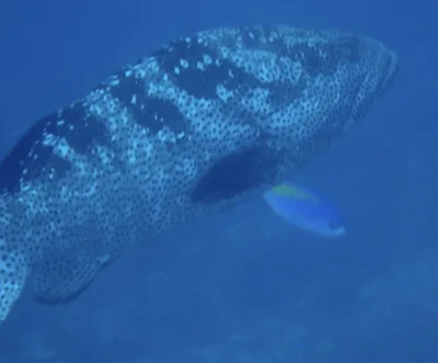 Malabar Grouper