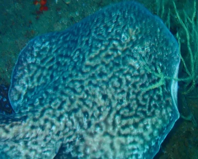 Marbled Electric Ray