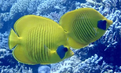 Masked Butterflyfish