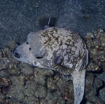 Masked Pufferfish