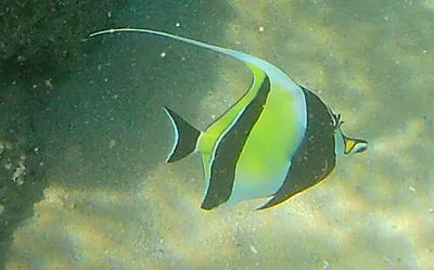 Moorish Idol