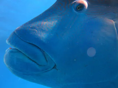 Napoleon (Humphead) Wrasse