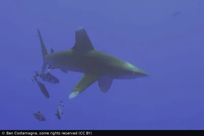 Oceanic Whitetip Shark