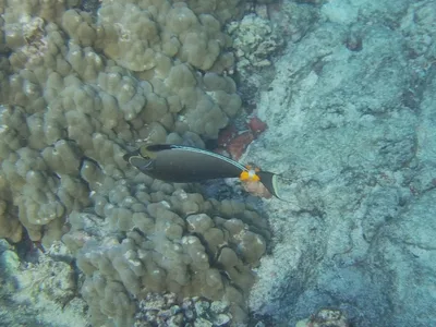 Orangespine Unicornfish
