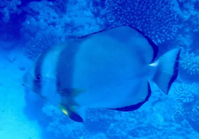 Orbicular Batfish