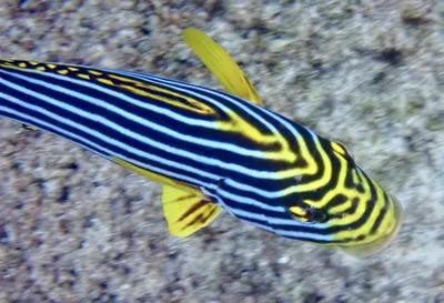 Oriental Sweetlips