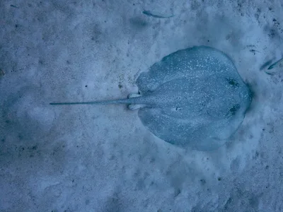 Porcupine Ray