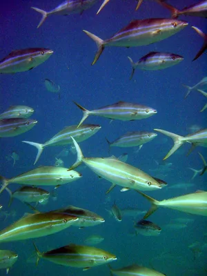 Rainbow Runner