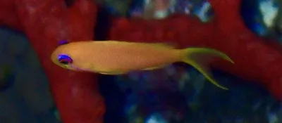 Red Sea (Scalefin) Anthias