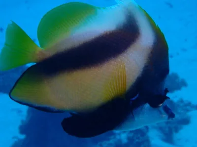 Red Sea Bannerfish